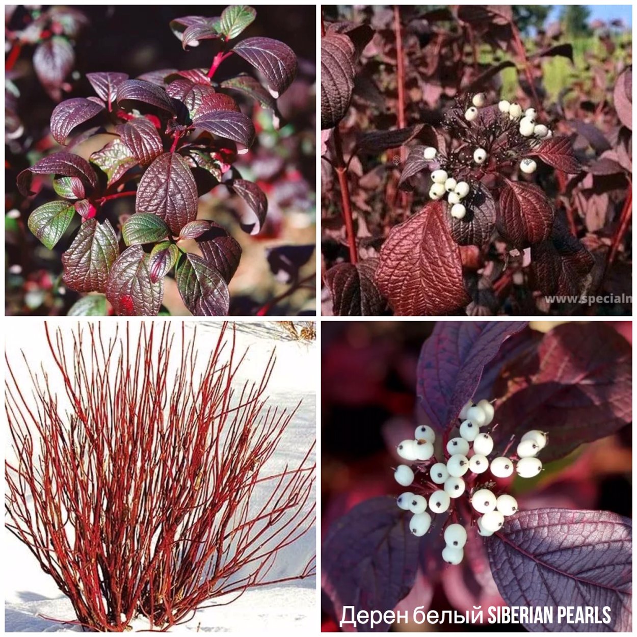 Cornus Alba Siberian Pearls