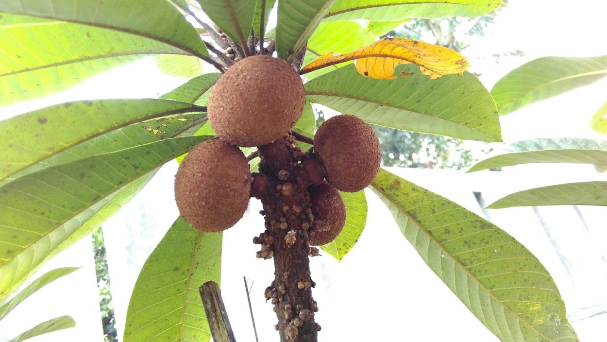 Мармеладное дерево сапота