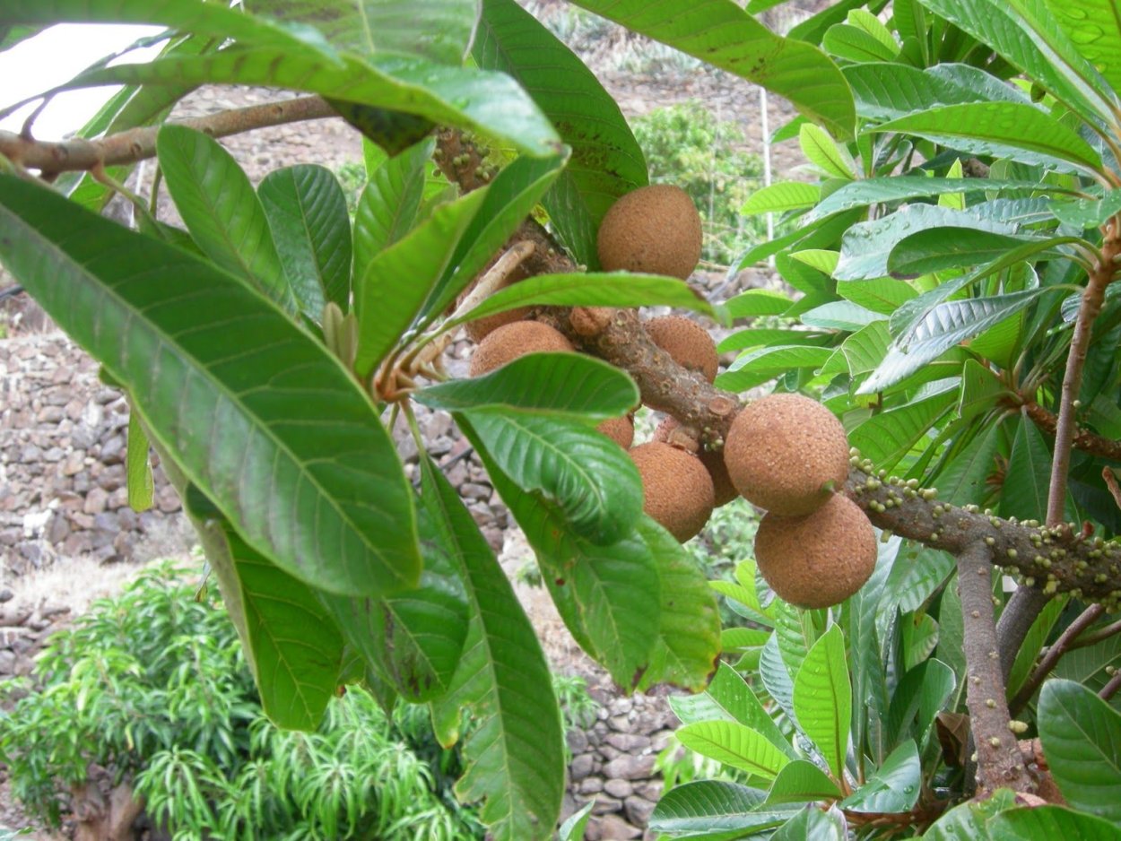 Мармеладное дерево сапота