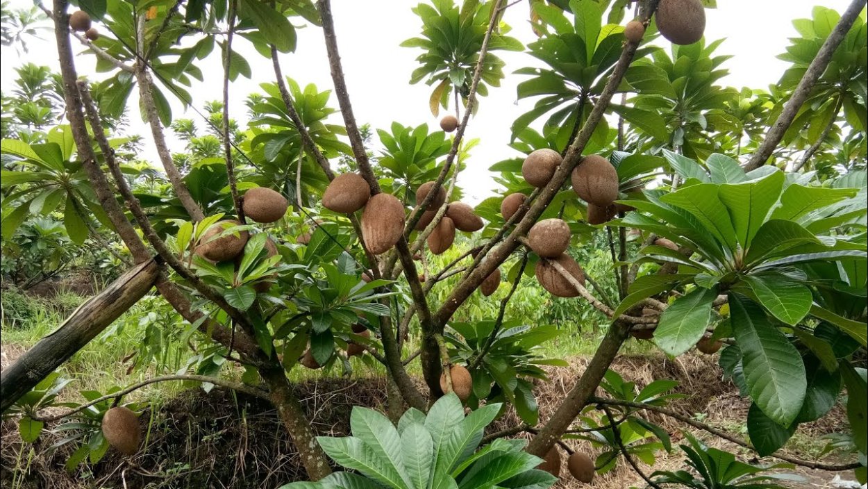 Мармеладное дерево сапота Абхазия