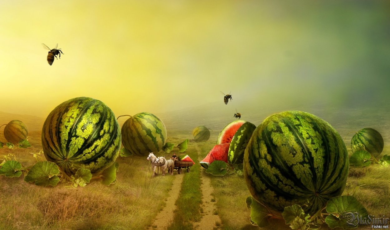 Бахча арбузно-дынно -тыквенная