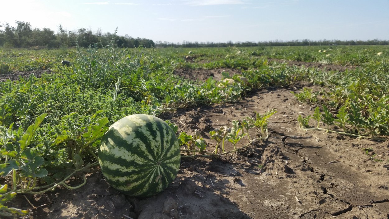 Кубанская бахча