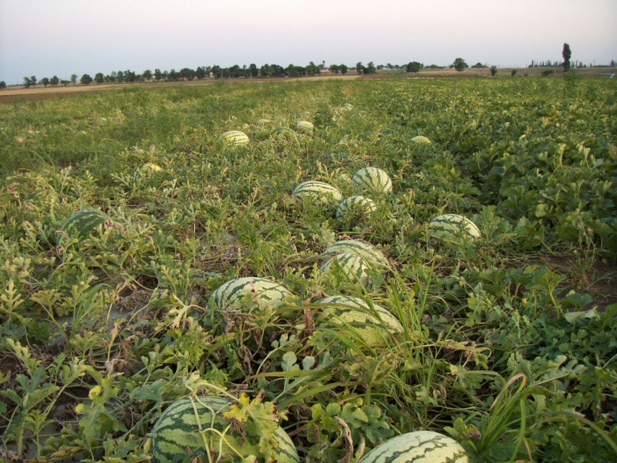 Watermelon field
