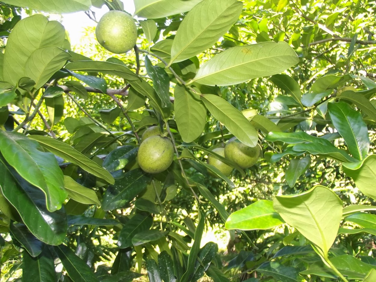 Сапотэ дерево