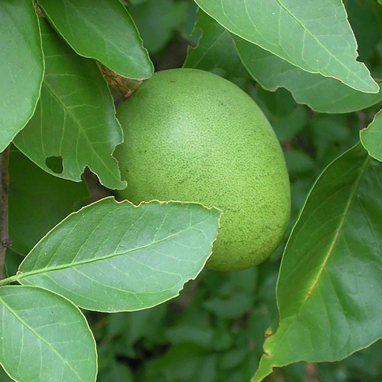 Билва дерево