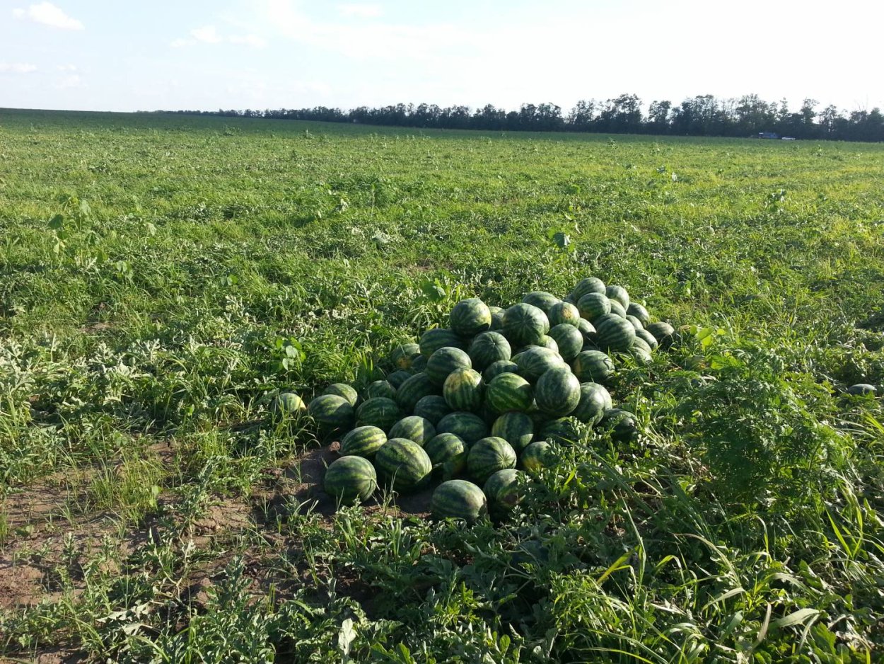 Дынная бахча