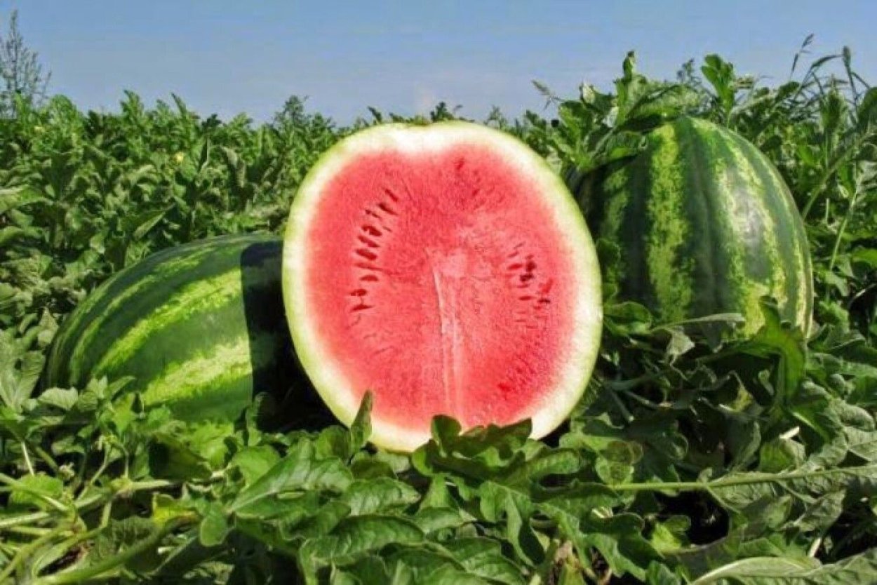 Арбуз в саду