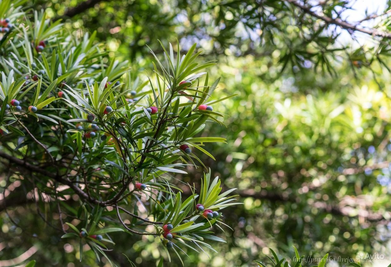 Чилийский Ногоплодник