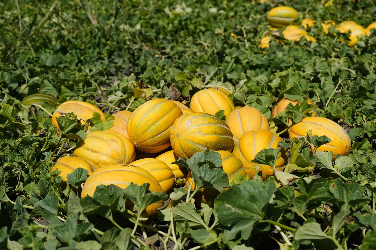 Казахстанские арбузы