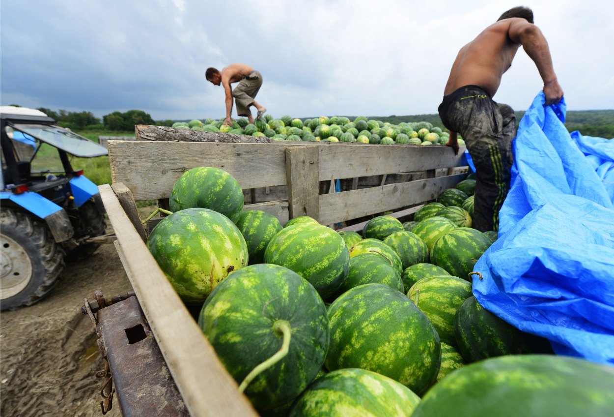 Бахча с арбузами в Астрахани