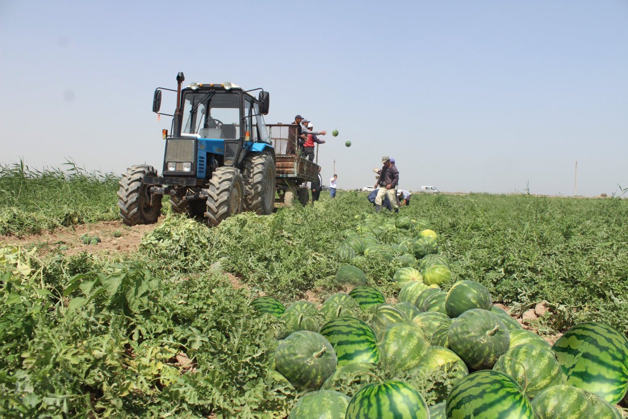 Поляна арбузов