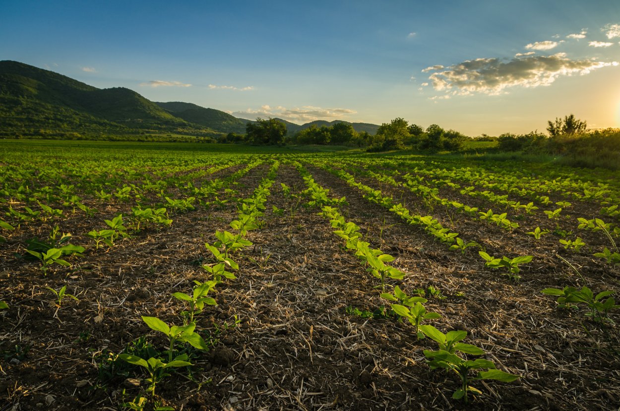 Бахча Арбузная