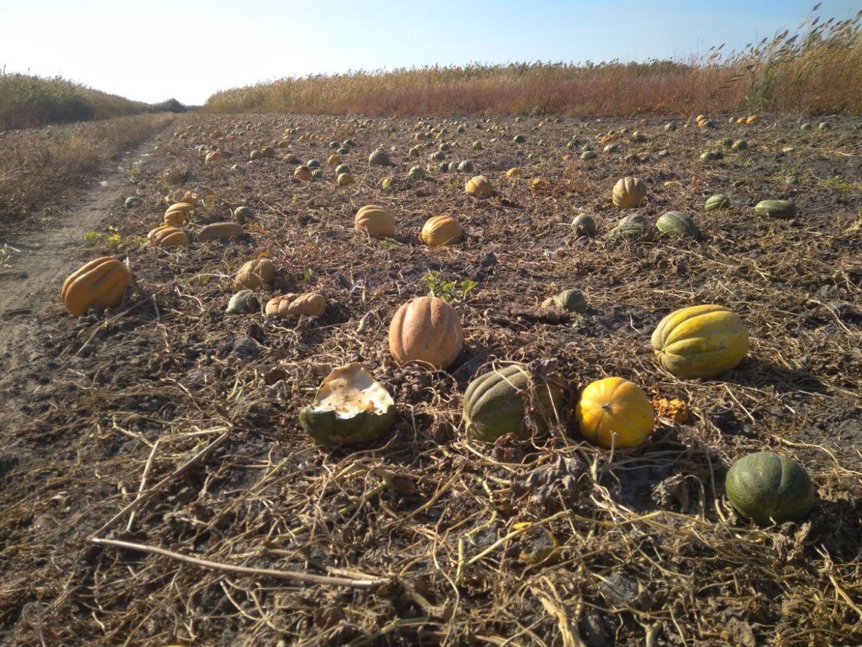 Арбузное поле