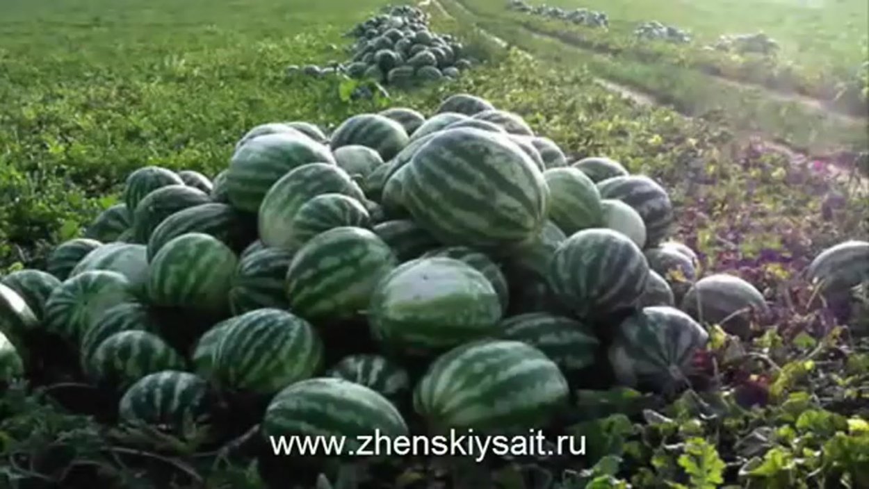 Арбузный поля в Узбекистане