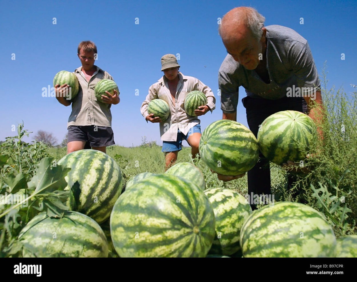 Быковские арбузы