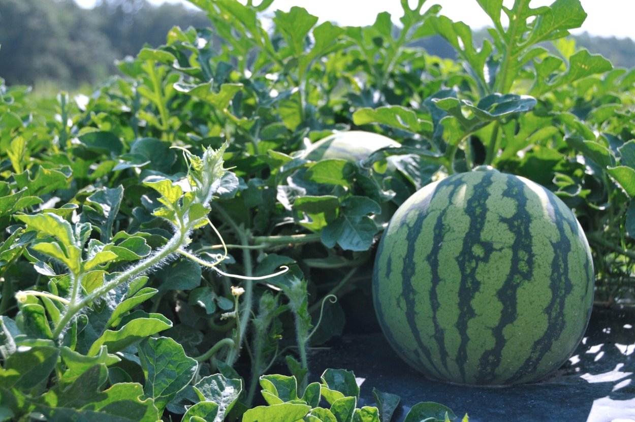 Бахча Арбузная в Волгограде