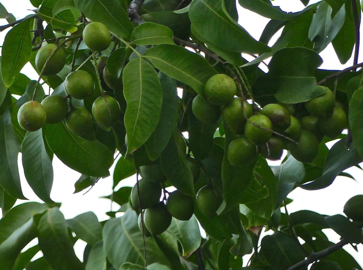 Мелико́ккус двупа́рный