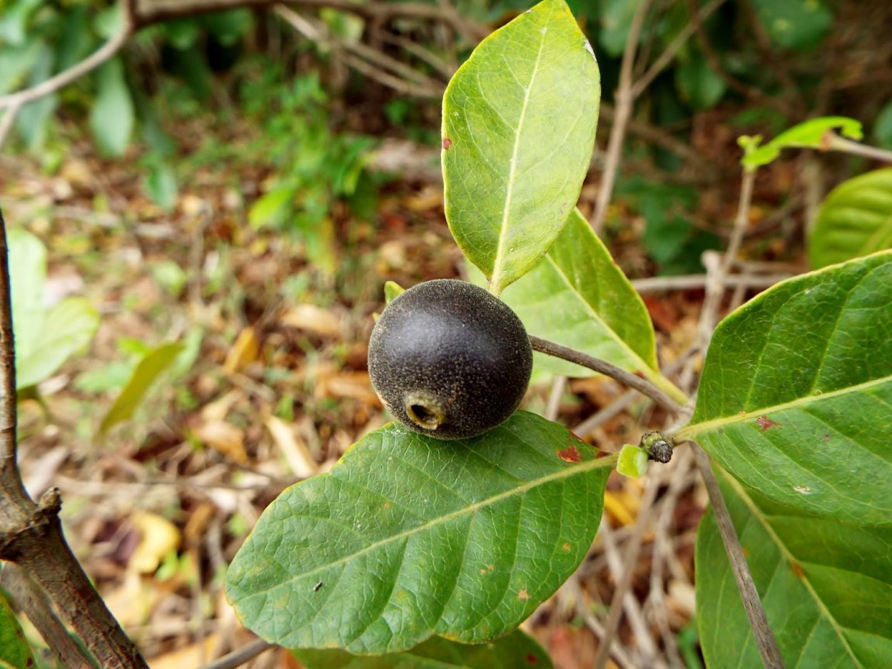 Алибертия плоды