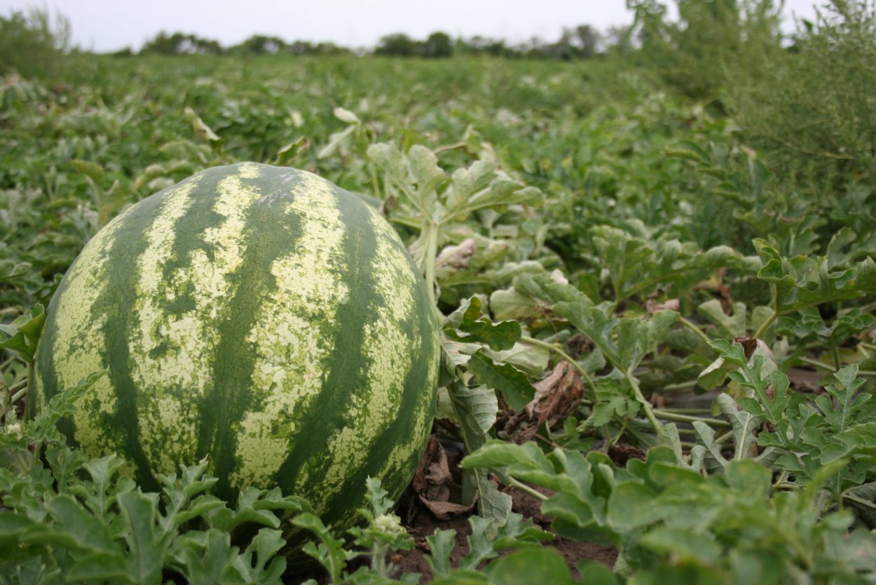 Поле земное орех