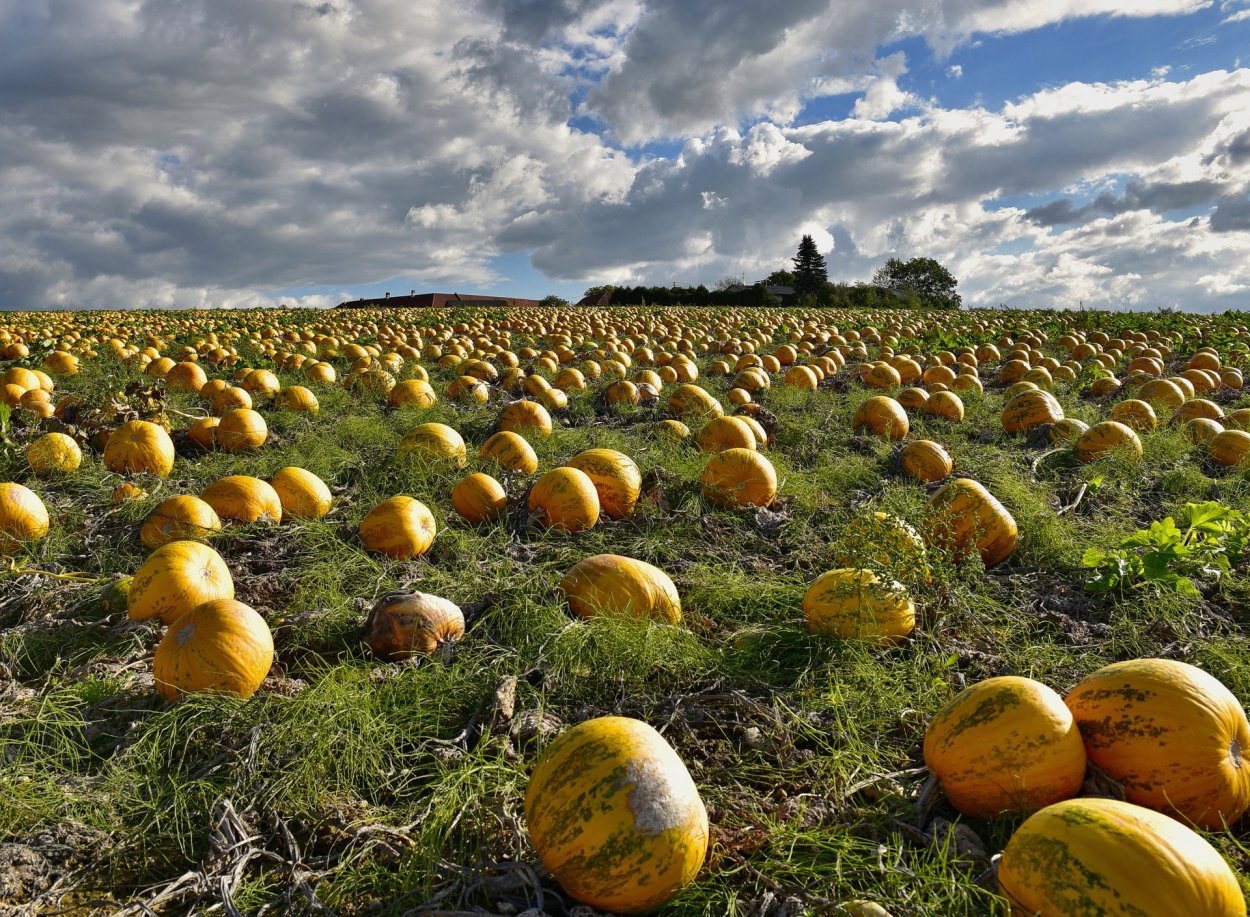 Астрахань бахча арбузов
