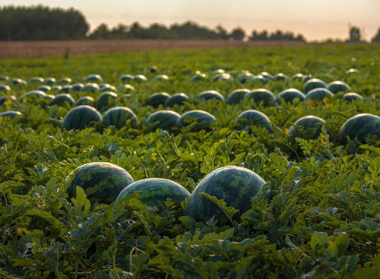 Арбузное поле