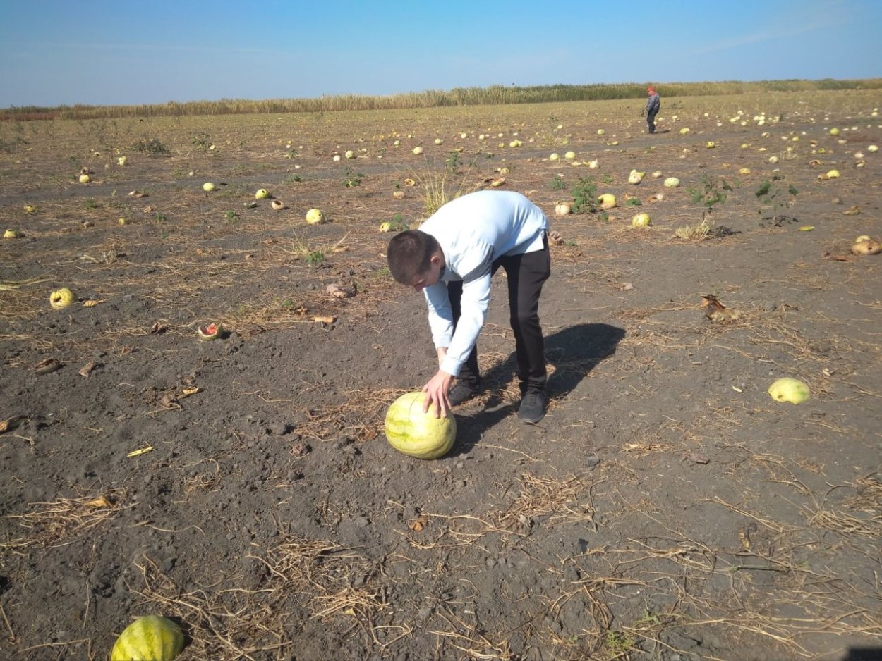 Сбор урожая арбузов