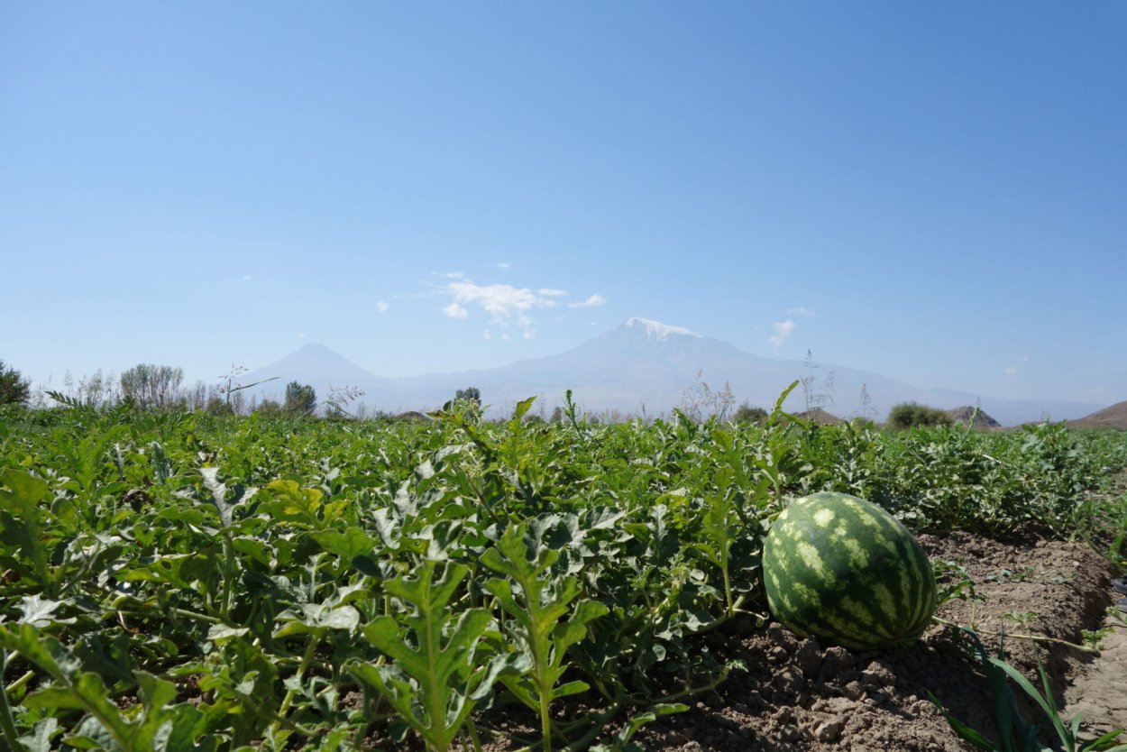 Арбузное поле весной