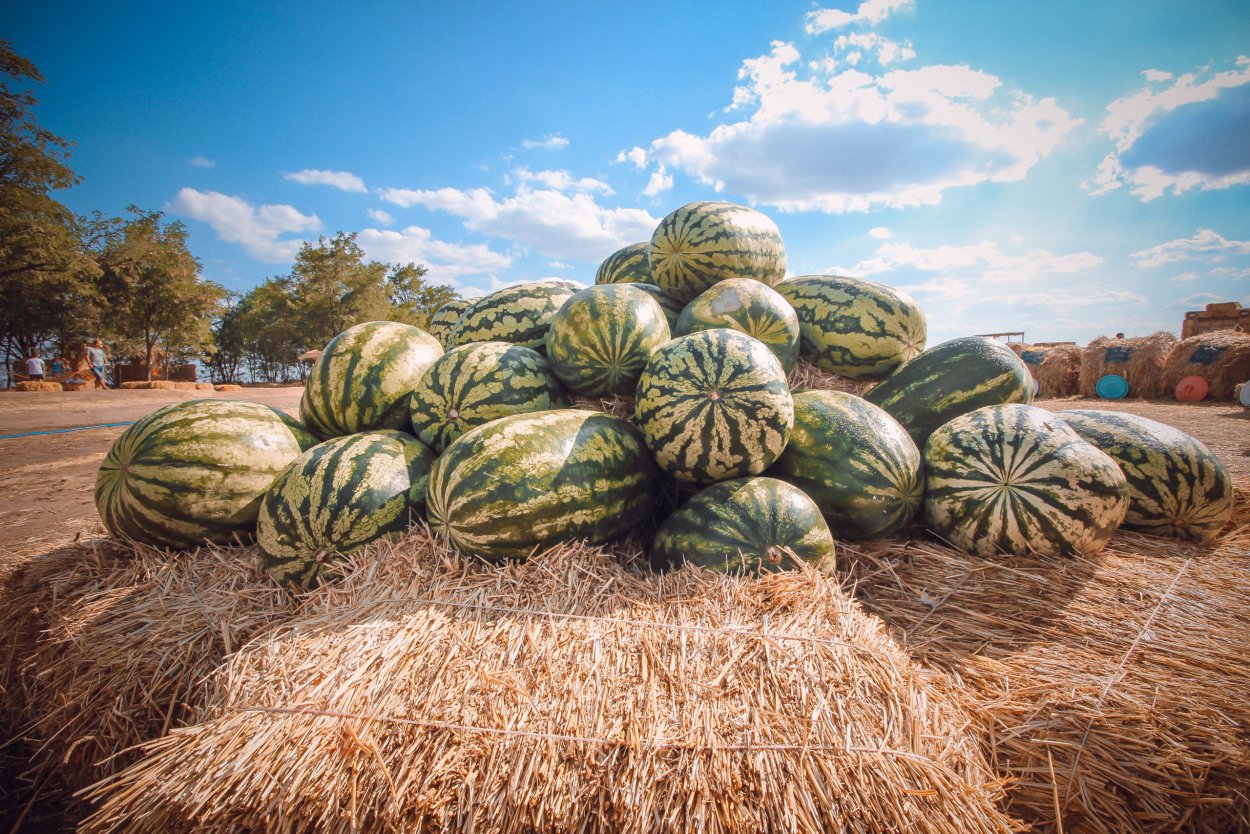 Плантации арбузов