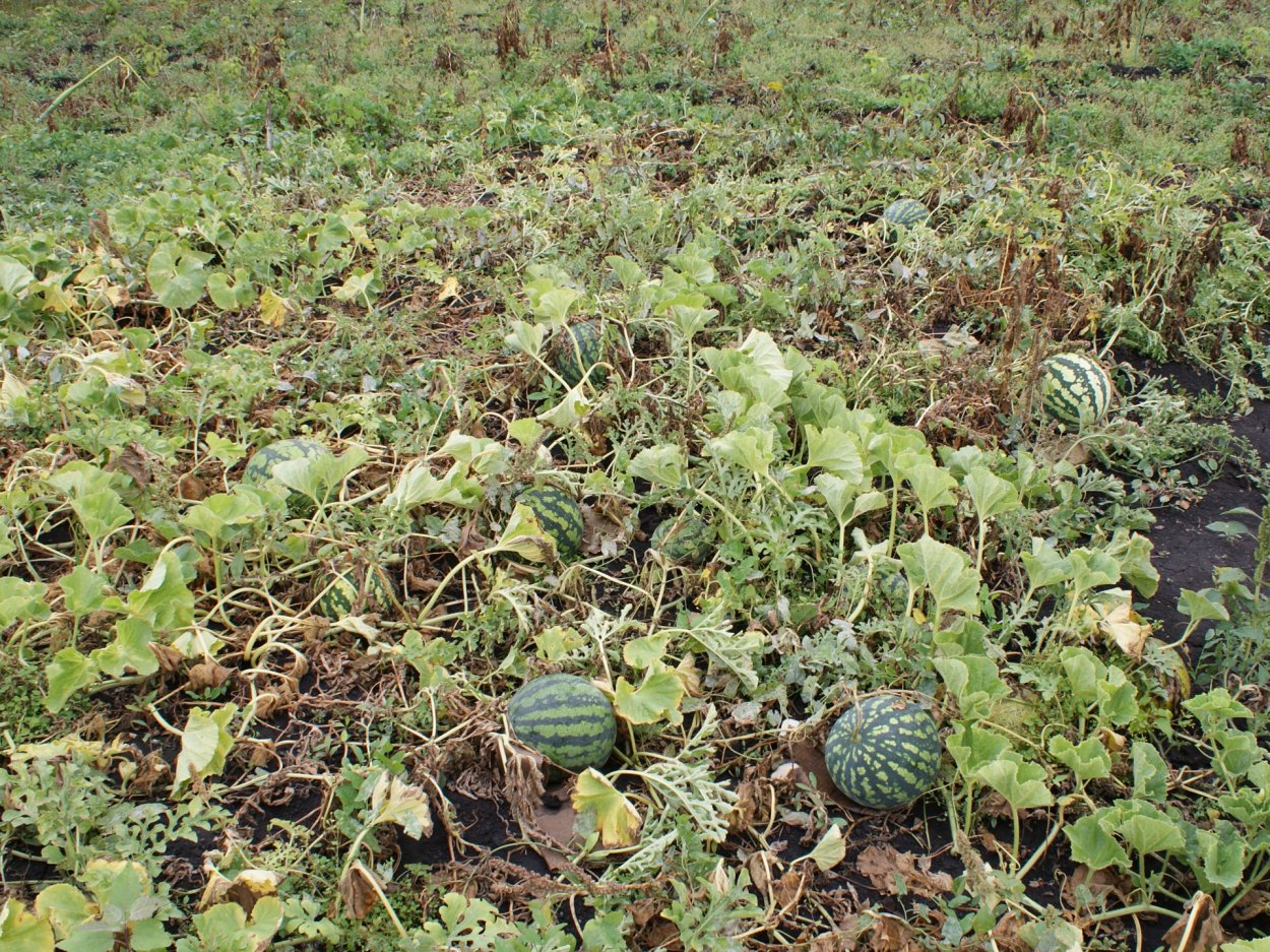 Бахча Арбузная в Волгограде