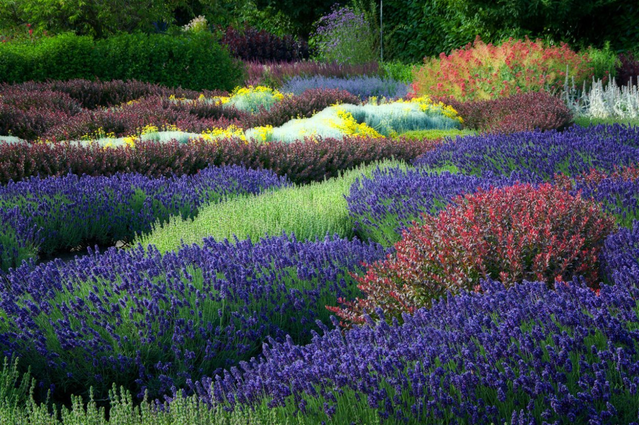 Цветник Лаванда, Полынь, Ясколка