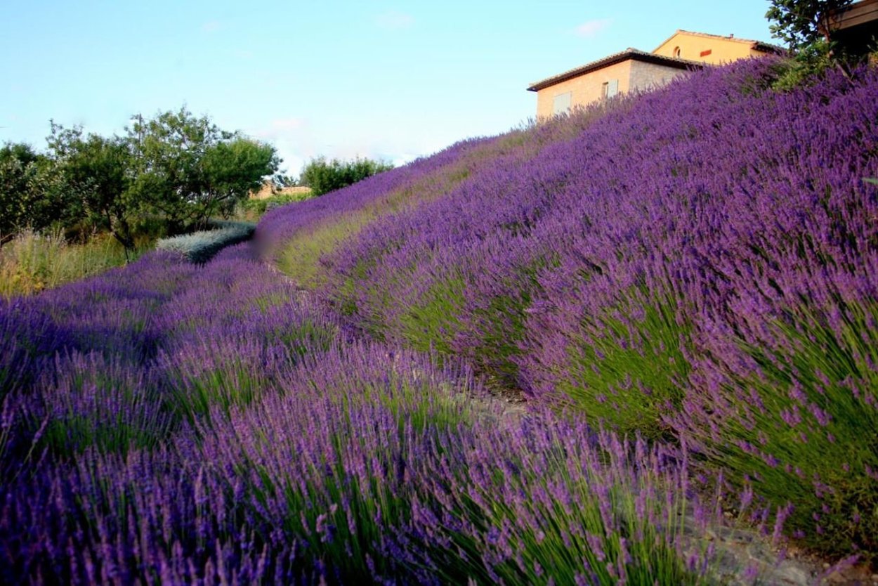 Лаванда котовник шалфей