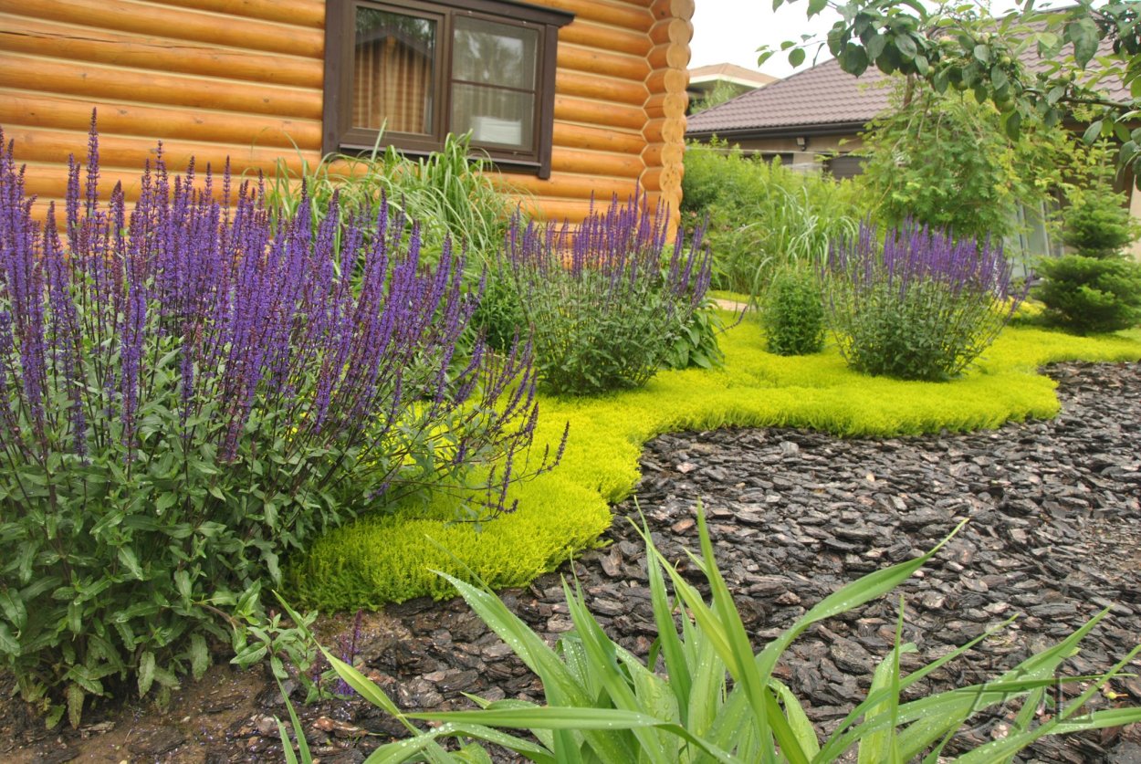 Лаванда узколистная Прованс