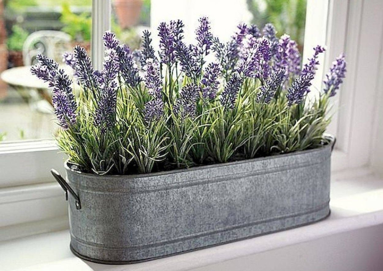 Лаванда бордюрная