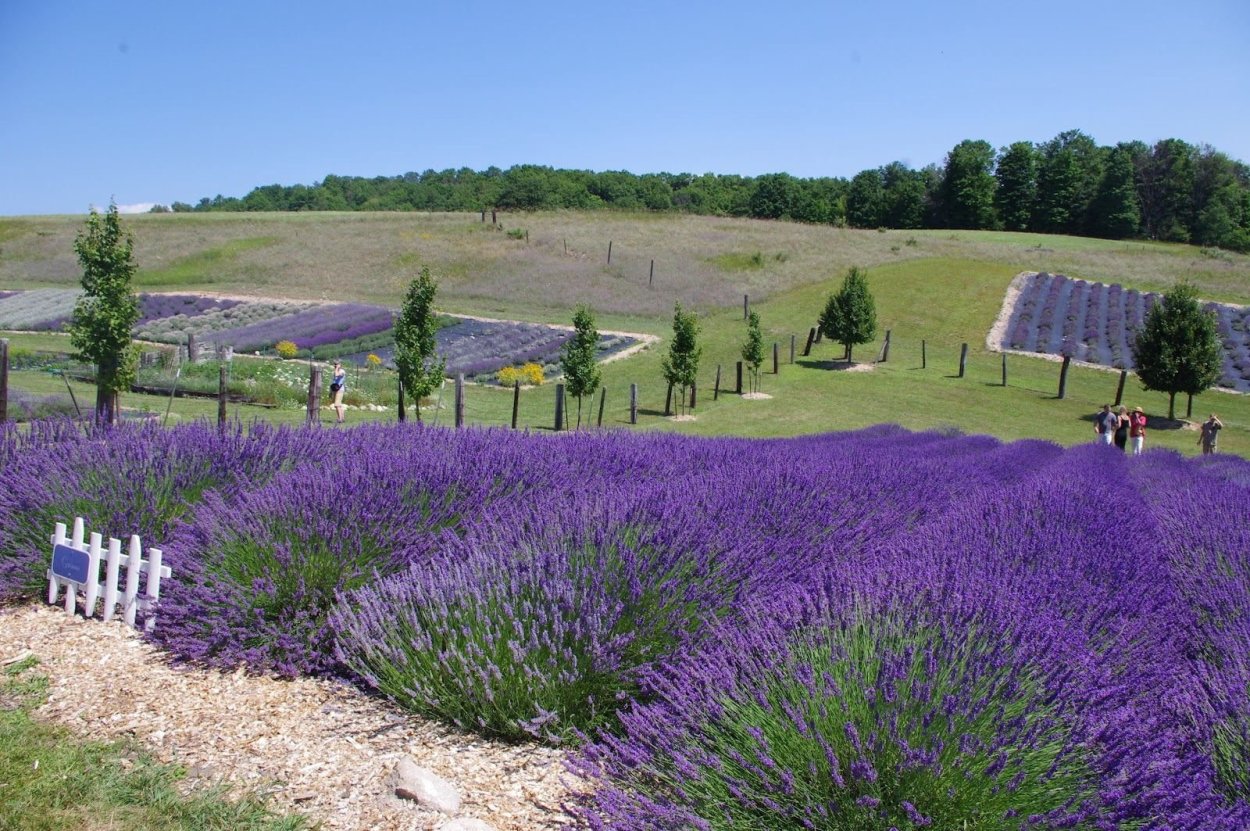 Лаванда узколистная Прованс