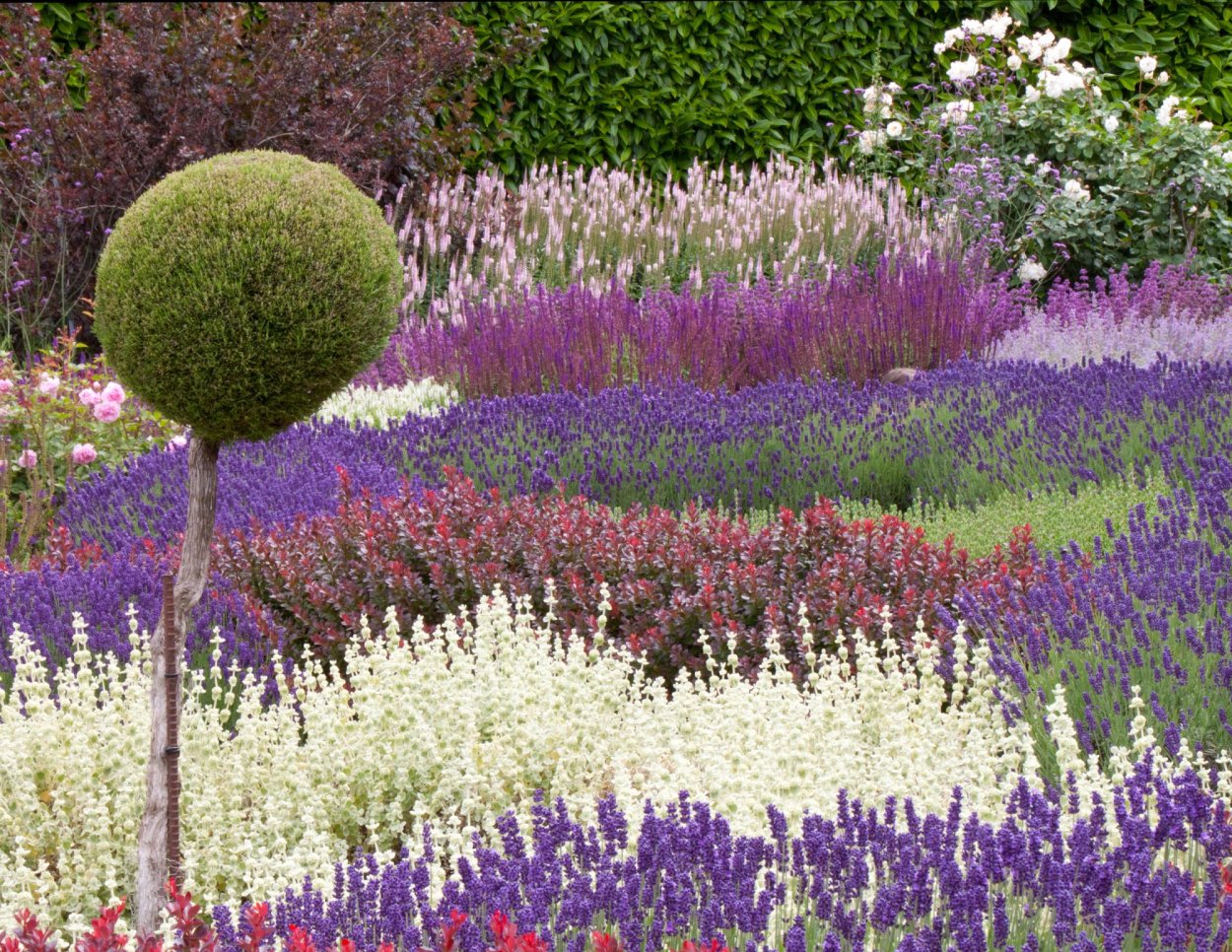 Котовник Фассена на клумбе