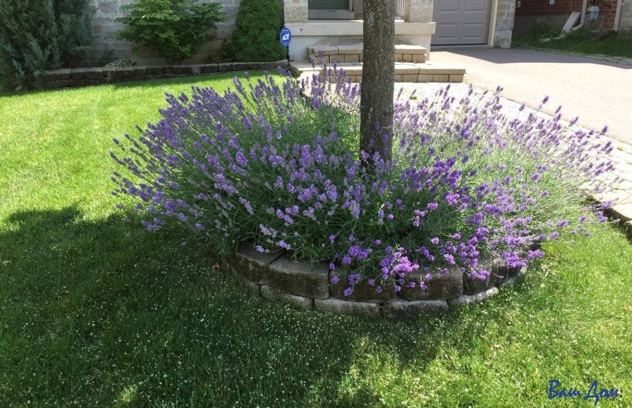 Самшит клумба Лаванда