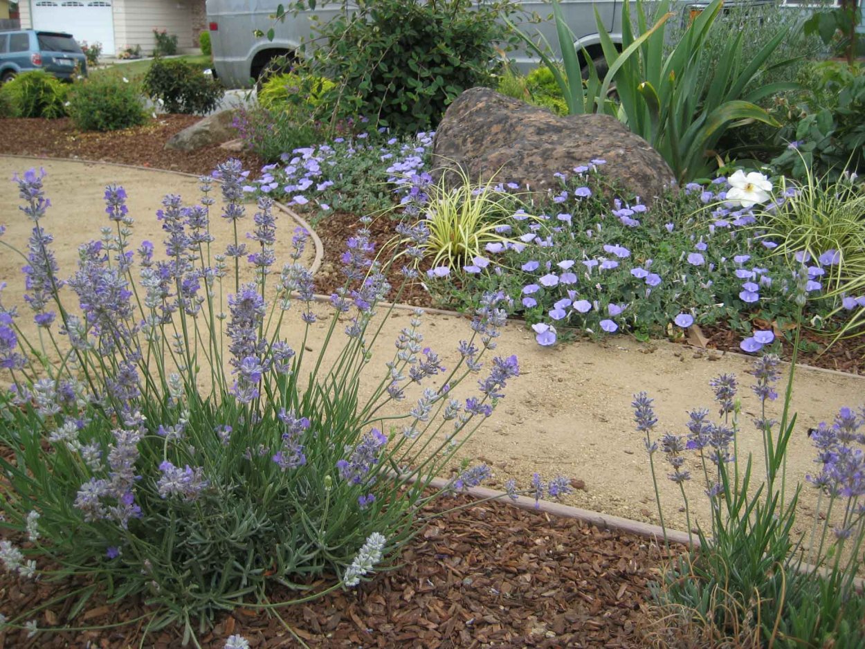 Котовник Фассена в миксбордере