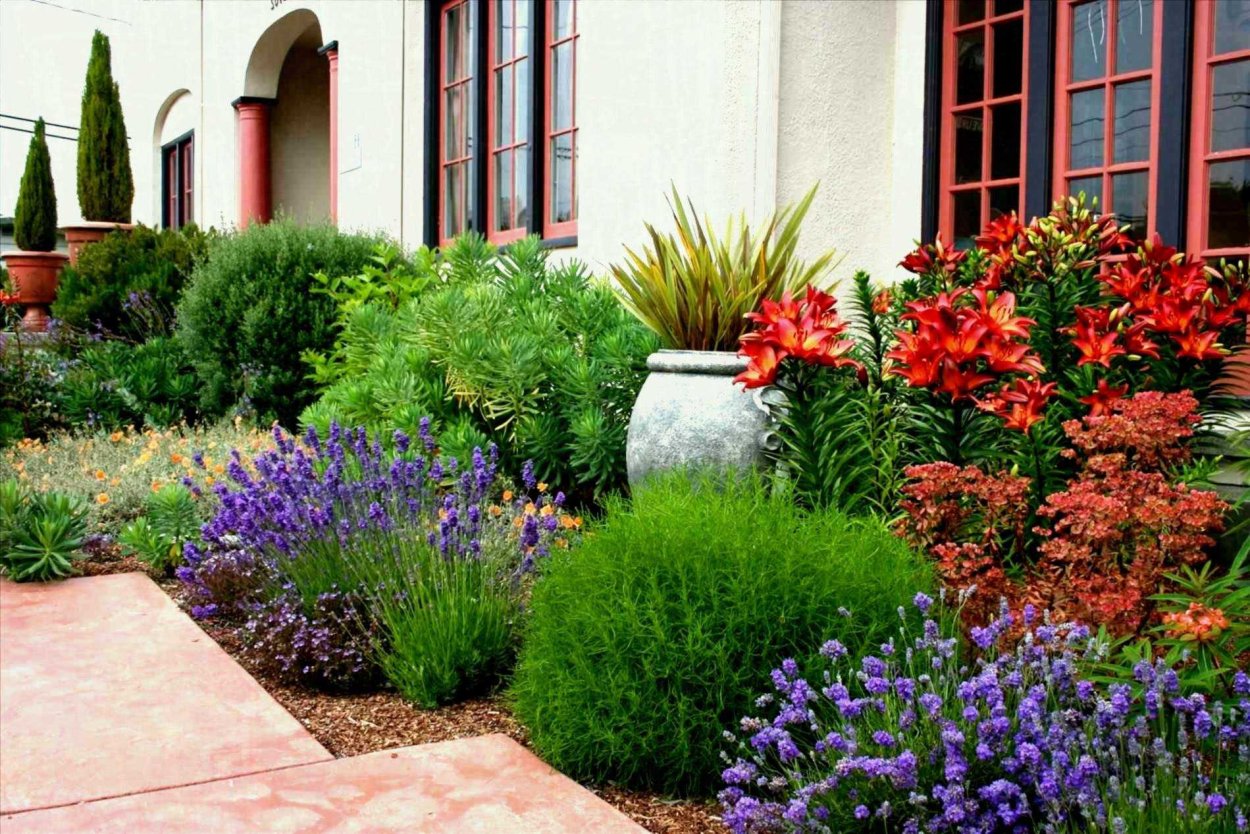 Лаванда котовник шалфей