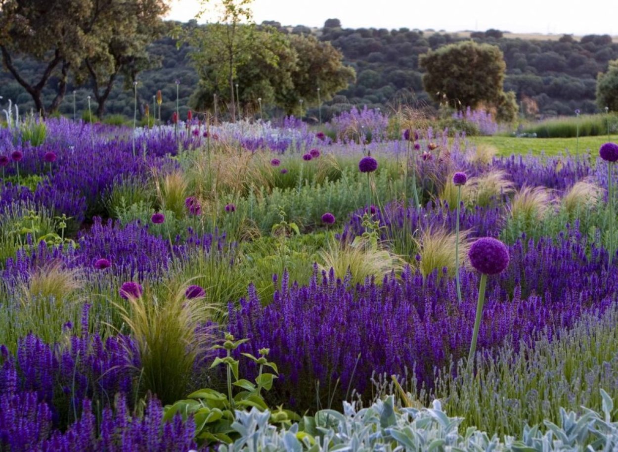 Котовник Фассена на клумбе