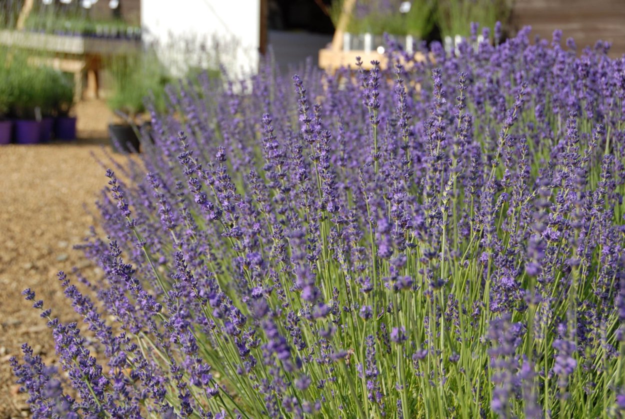 Лаванда котовник шалфей