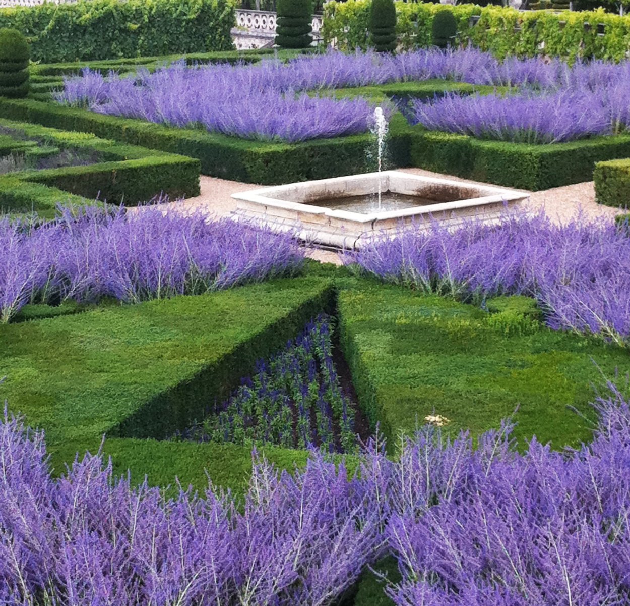 Шалфей и Ясколка