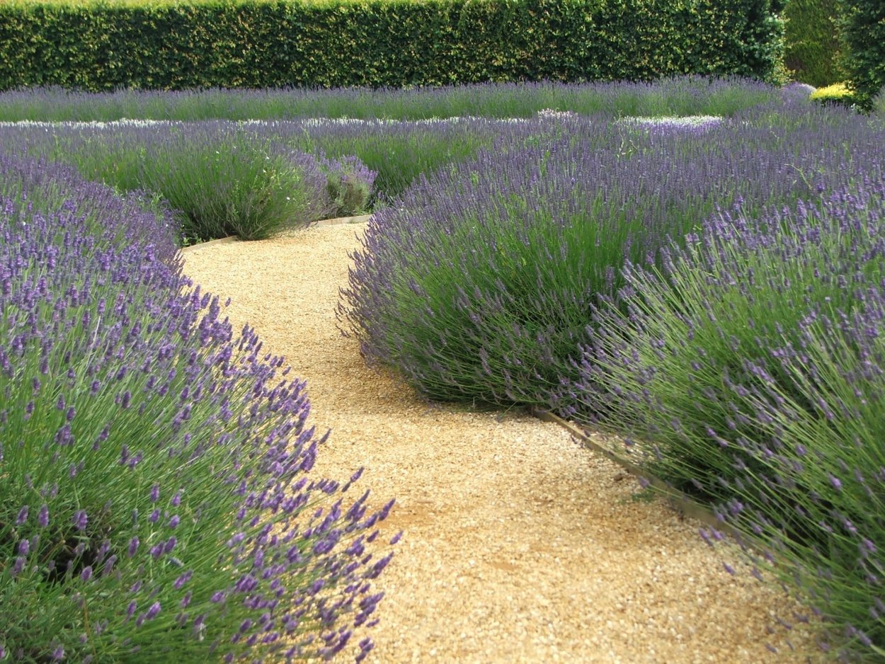 Лаванда котовник шалфей