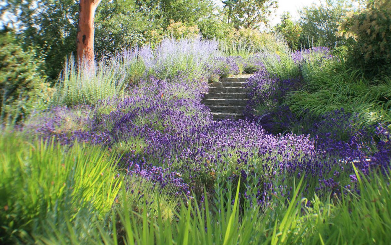 Котовник пит Удольф