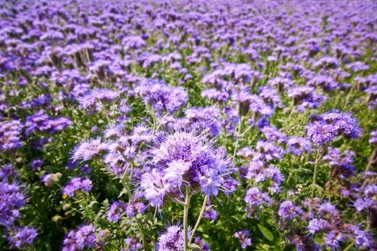 Фацелия пижмолистная Phacelia tanacetifolia