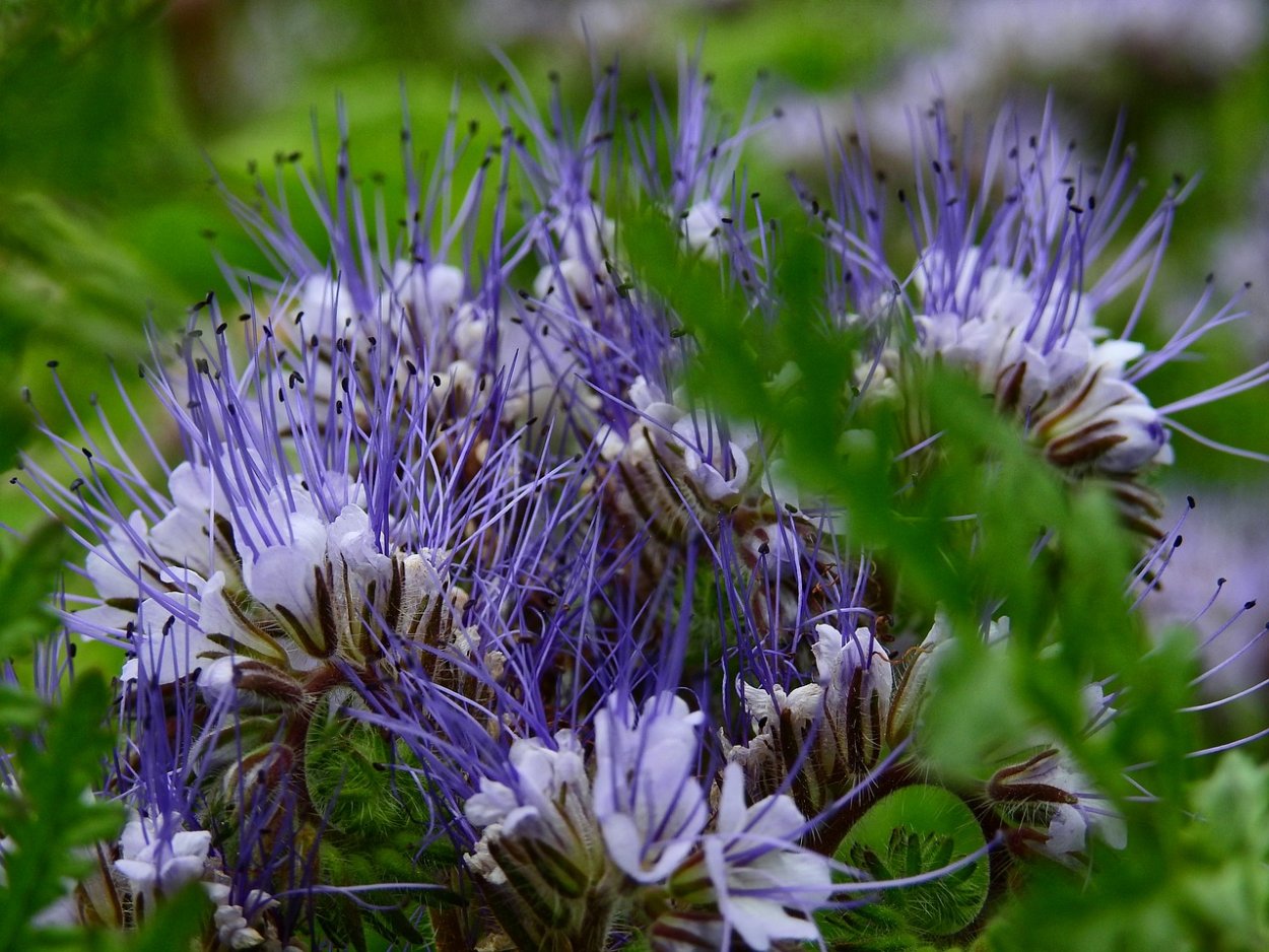 Фацелия для коров