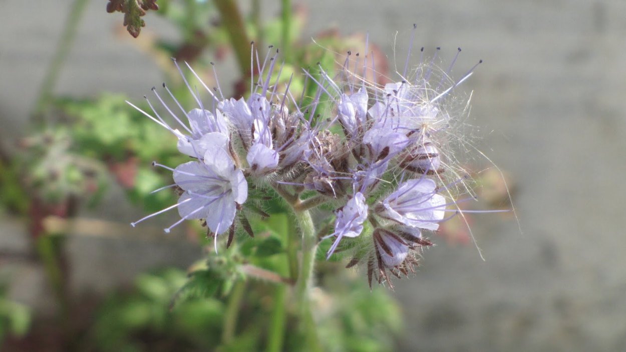 Фиолетовый цветок фацелия