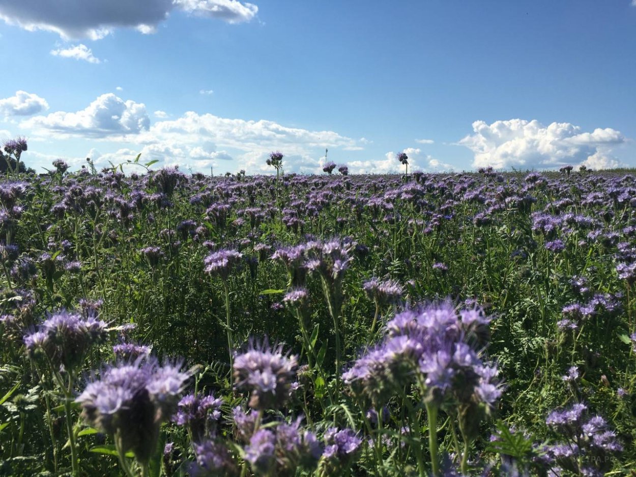 Фацелия сидерат Луга