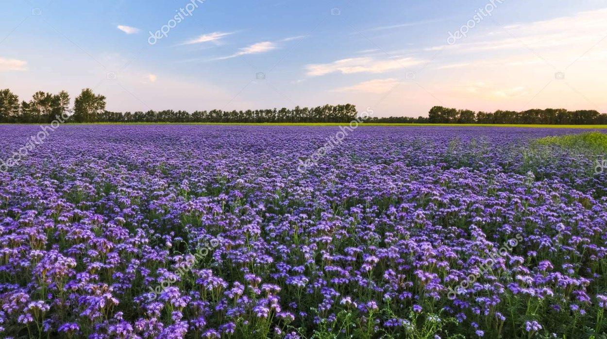 Полив фацелии