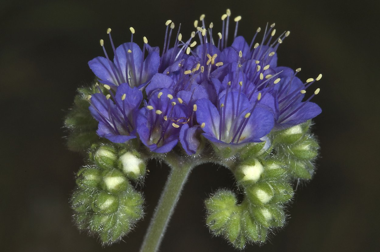 Фацелия пижмолистная Радуга