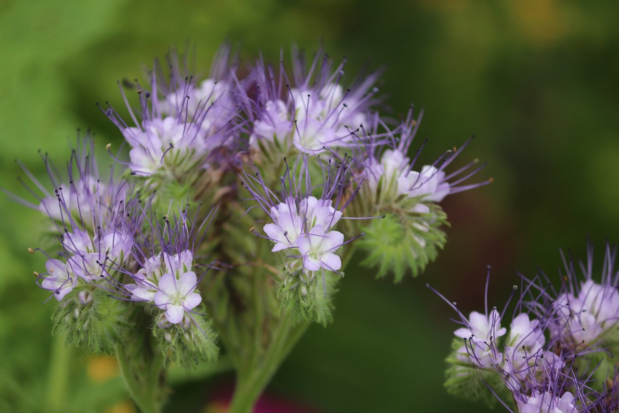 Фацелия колокольчатая голубая